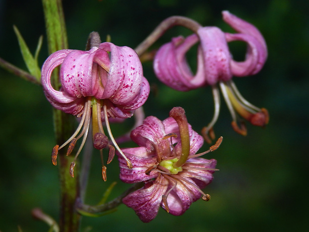 ľalia zlatohlavá Lilium martagon L.