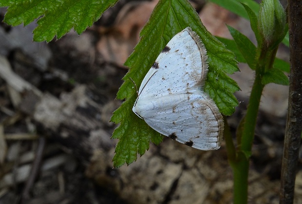 listnatká dvojškvrnná Lomographa bimaculata