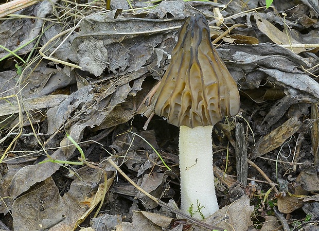 smrčok hybridný Morchella semilibera DC.