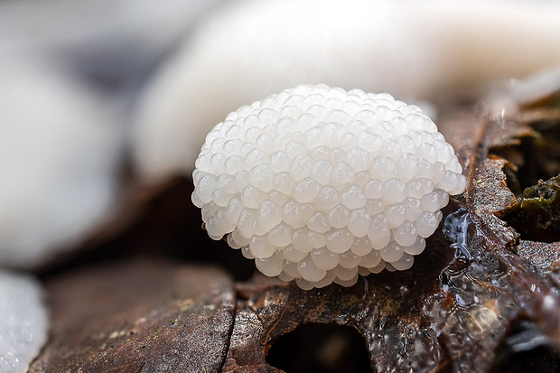 slizovka Myxomycetes