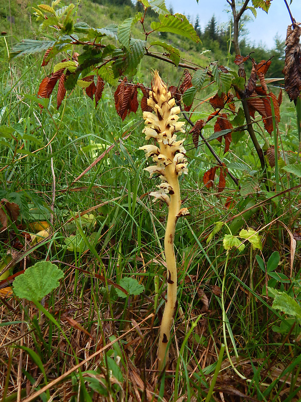 záraza sieťnatá Orobanche reticulata Wallr.