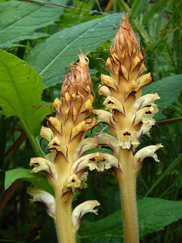 záraza sieťnatá Orobanche reticulata Wallr.