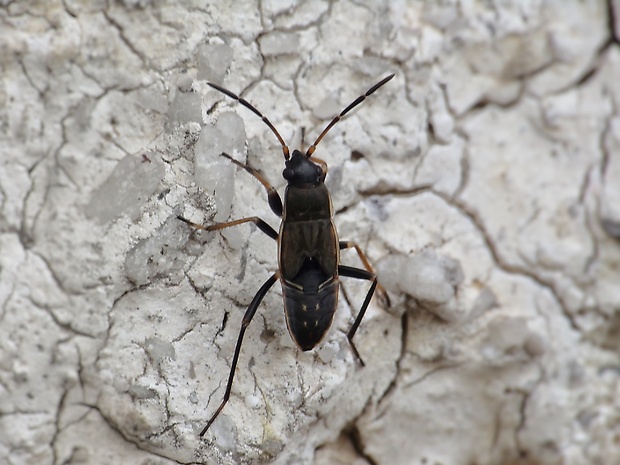 behavka - larva  Rhyparochromus vulgaris