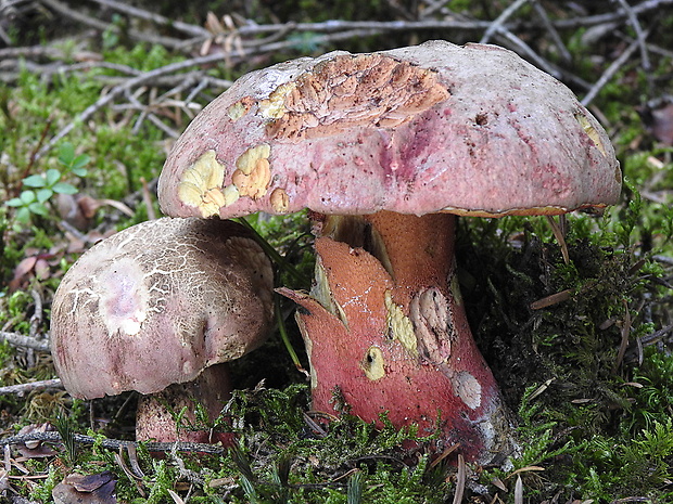 hríb úhľadný horský Rubroboletus rubrosanguineus (Cheype) Kuan Zhao & Zhu L. Yang