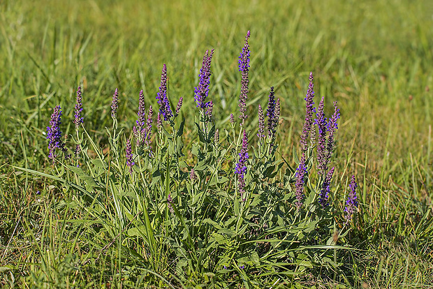 šalvia hájna Salvia nemorosa L.