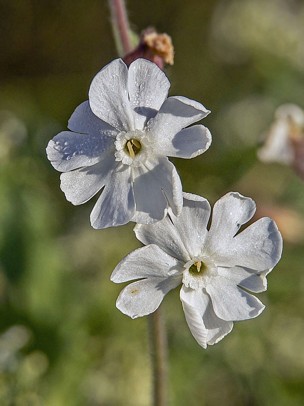 silenka biela pravá Silene latifolia subsp. alba (Mill.) Greuter et Burdet