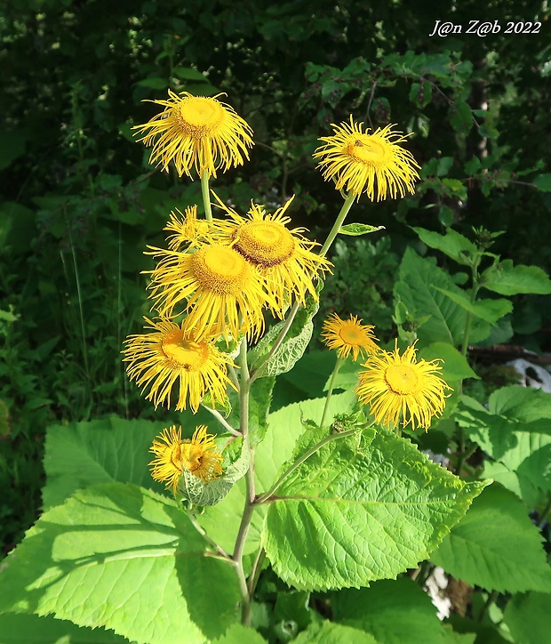 telekia ozdobná Telekia speciosa (Schreb.) Baumg.