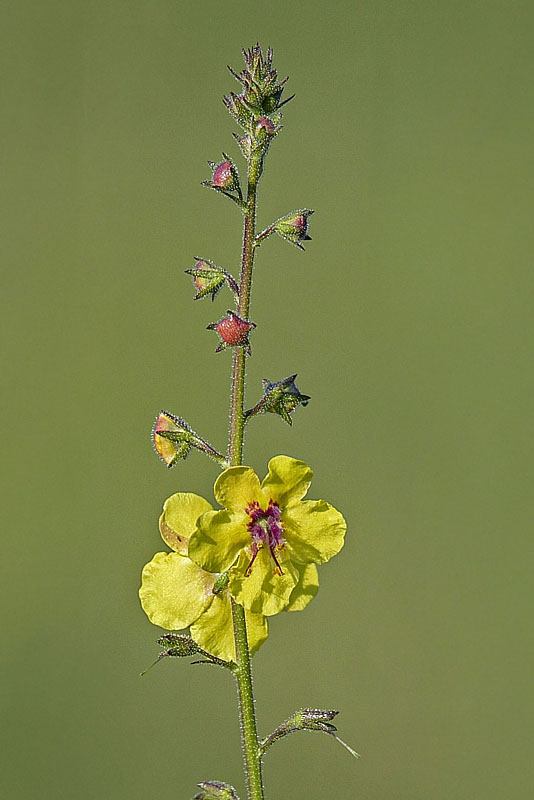 divozel švábový Verbascum blattaria L.