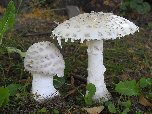 muchotrávka šiškovitá Amanita strobiliformis Gonn. & Rabenh.