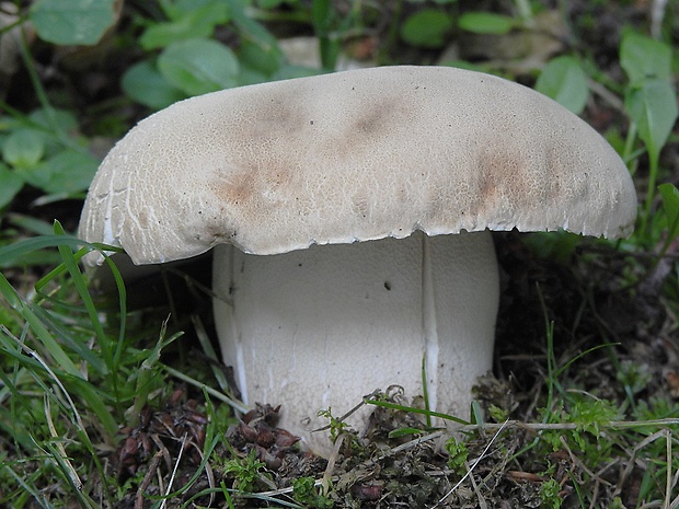 hríb dubový Boletus reticulatus Schaeff.