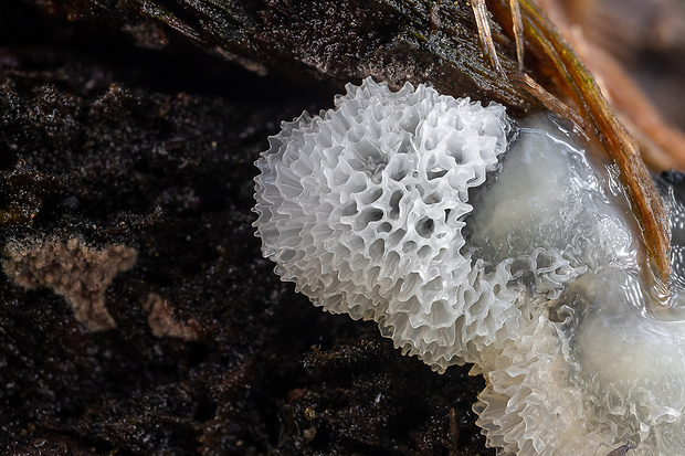 rohačka kríčkovitá v. pórovitá Ceratiomyxa fruticulosa var. porioides