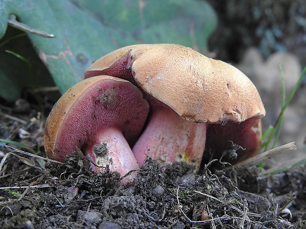 rubínovec obyčajný Chalciporus rubinus (W.G. Sm.) Singer