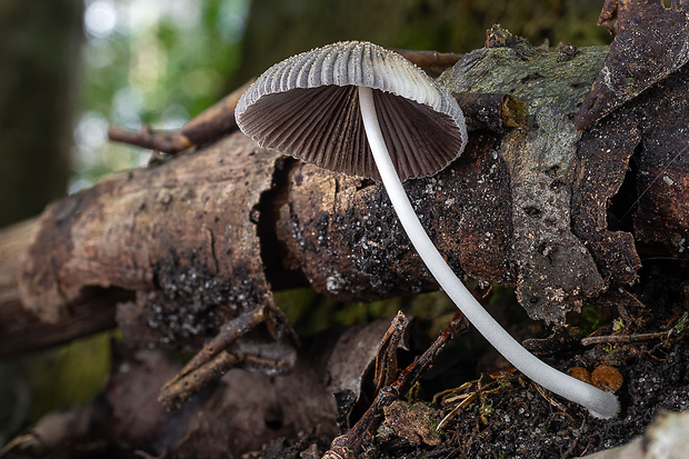 hnojník Coprinellus sp.