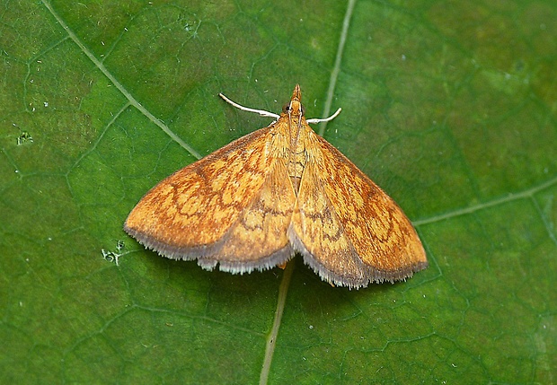 vijačka betoniková Ecpyrrhorrhoe rubiginalis