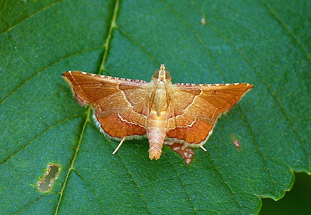 vijačka plamenná Endotricha flammealis