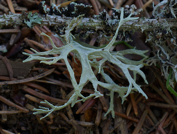 konárnik Evernia sp.