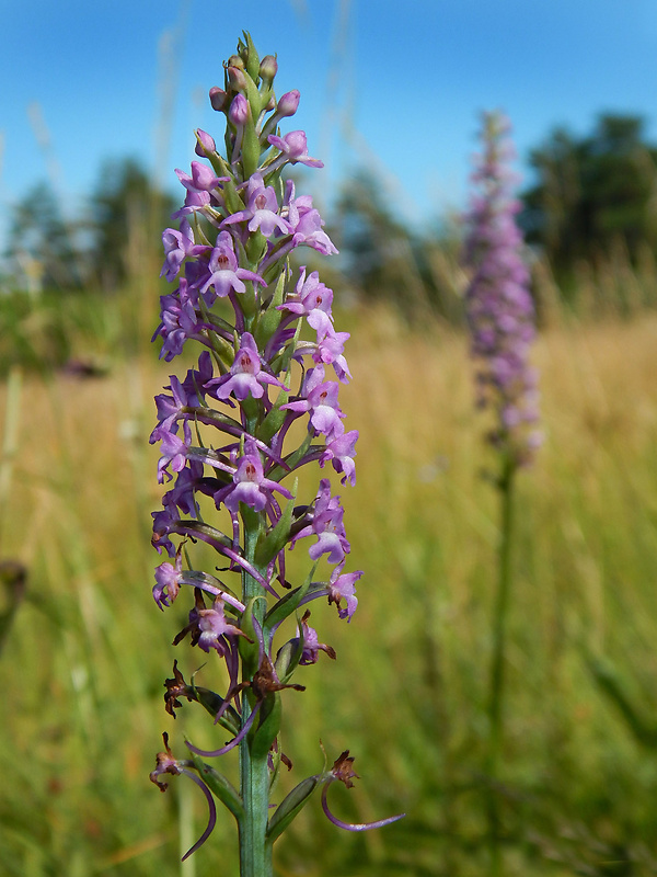 päťprstnica obyčajná Gymnadenia conopsea (L.) R. Br.