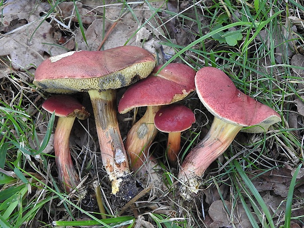 suchohríb karmínový Hortiboletus rubellus (Krombh.) Simonini, Vizzini & Gelardi