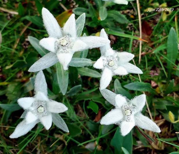 plesnivec alpínsky Leontopodium alpinum Cass.