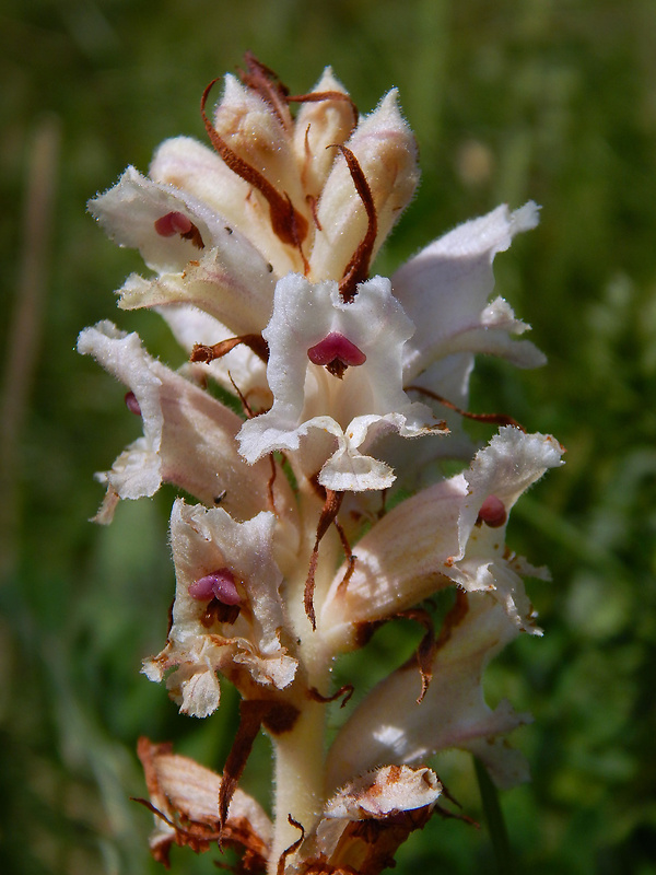 záraza biela väčšia Orobanche alba subsp. major (Čelak.) Zázvorka