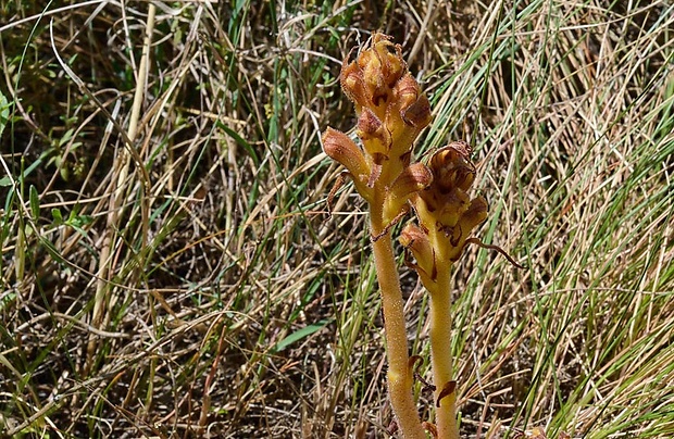 záraza Orobanche sp.