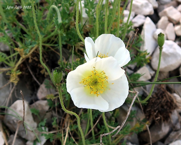 mak Papaver ernesti-mayeri (Markgr.) Wraber