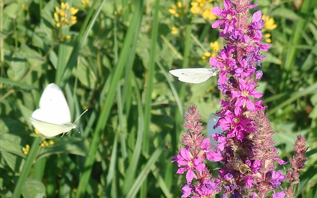 mlynárik kapustový Pieris brassicae