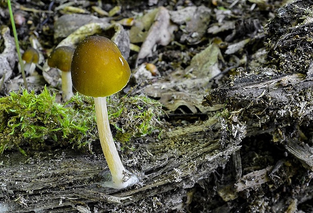 štítovka škoricovohnedá Pluteus chrysophaeus (Schaeff.) Quél.