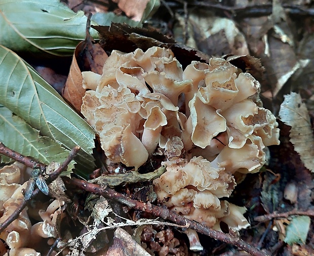 trúdnik klobúčkatý Polyporus umbellatus (Pers.) Fr.