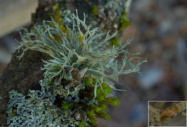 stužkovec pomúčený Ramalina farinacea (L.) Ach.