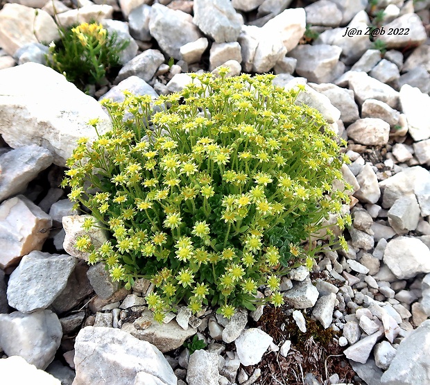 lomikameň Saxifraga sedoides L.