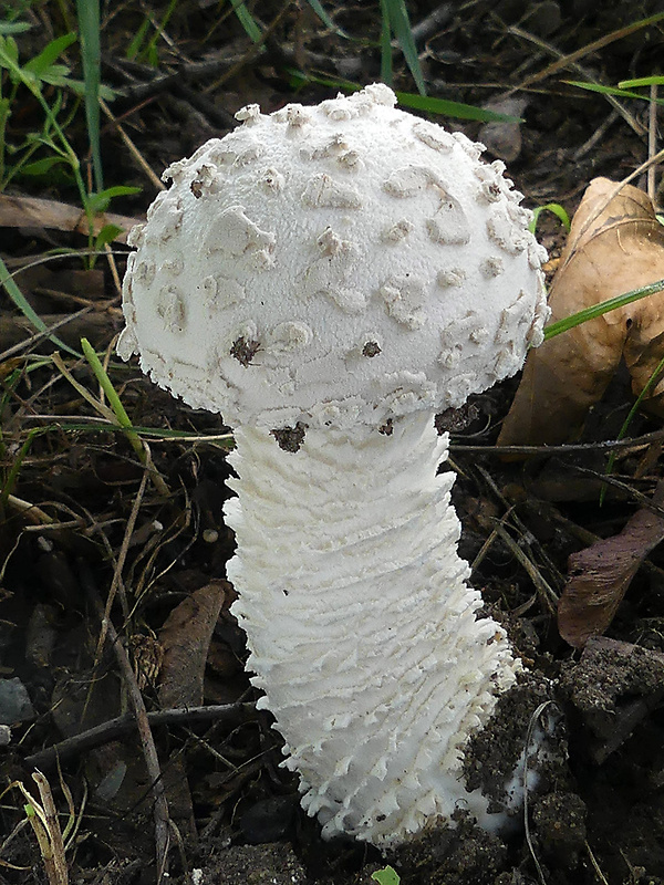 muchotrávka Vittadiniho Amanita vittadinii (Moretti) Vittad.