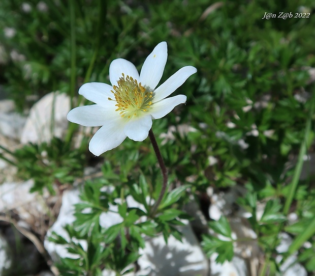 veternica Anemone baldensis L.