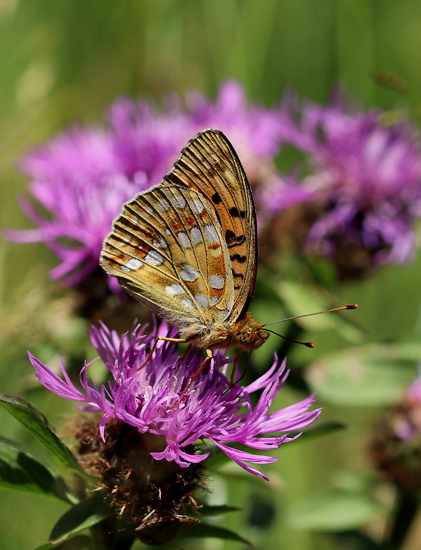 perlovec fialkový  Argynnis adippe