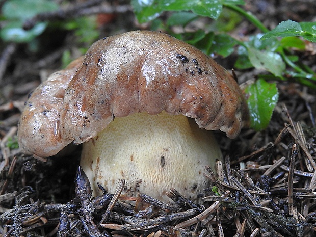 hríb horský Butyriboletus subappendiculatus (Dermek, Lazebn. & J. Veselský) D. Arora & J.L. Frank