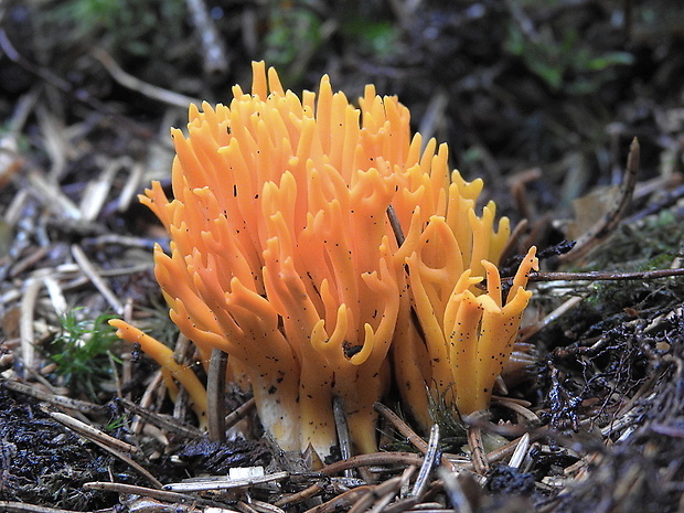 parôžkovec lepkavý Calocera viscosa (Pers.) Fr.