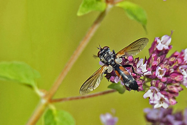 bystruša  Cylindromyia auriceps