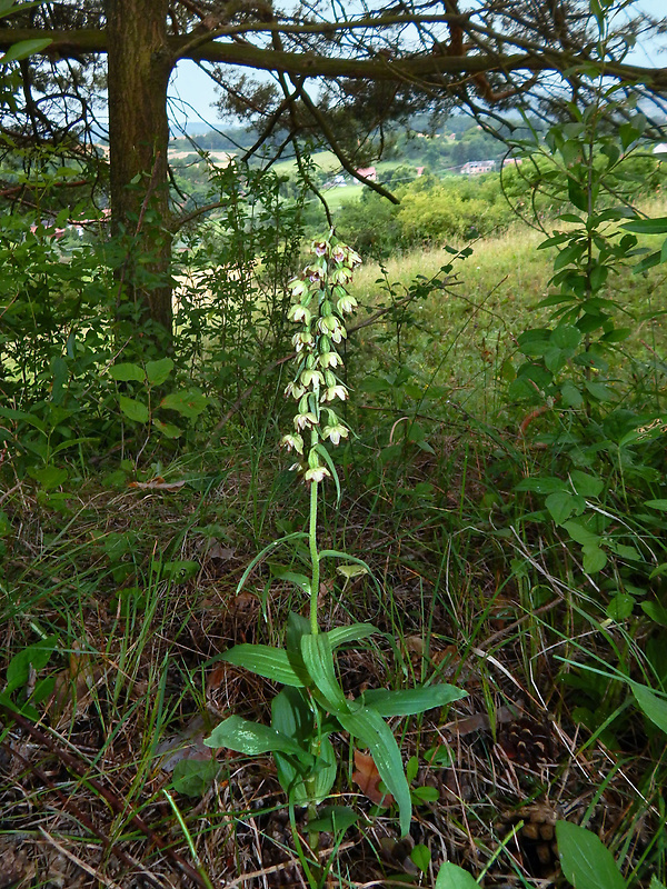 kruštík rožkatý Epipactis muelleri Godfery