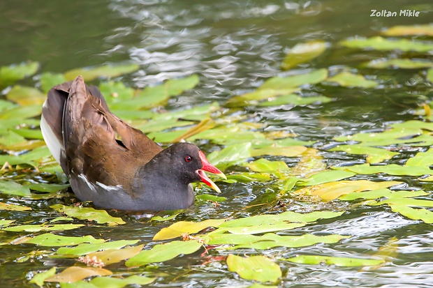 sliepočka vodná Gallinula chloropus