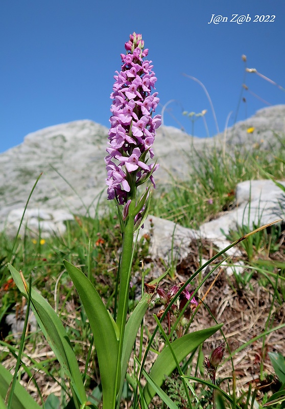 päťprstnica obyčajná Gymnadenia conopsea (L.) R. Br.