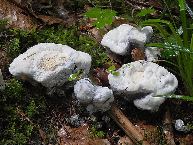 jelenkovka voňavá Hydnellum suaveolens (Scop.) P. Karst.