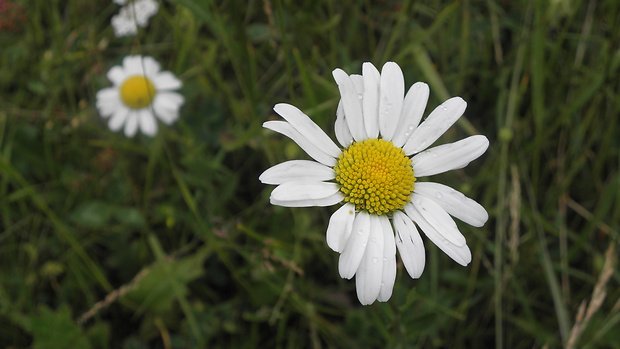 margaréta biela Leucanthemum vulgare Lam.