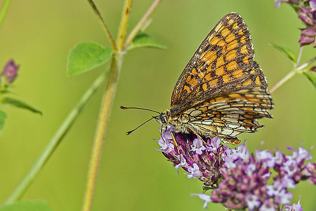 hnedáčik skorocelový  Melitaea athalia