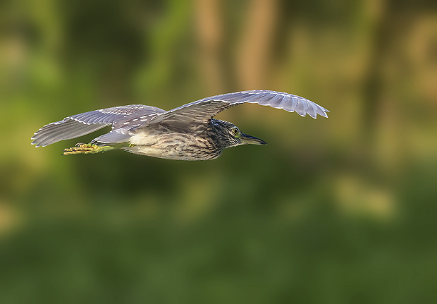 chavkoš nočný Nycticorax nycticorax