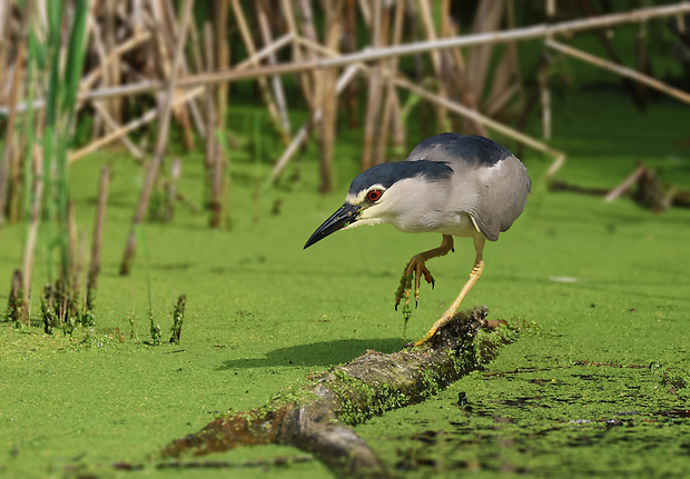 chavkoš nočný Nycticorax nycticorax