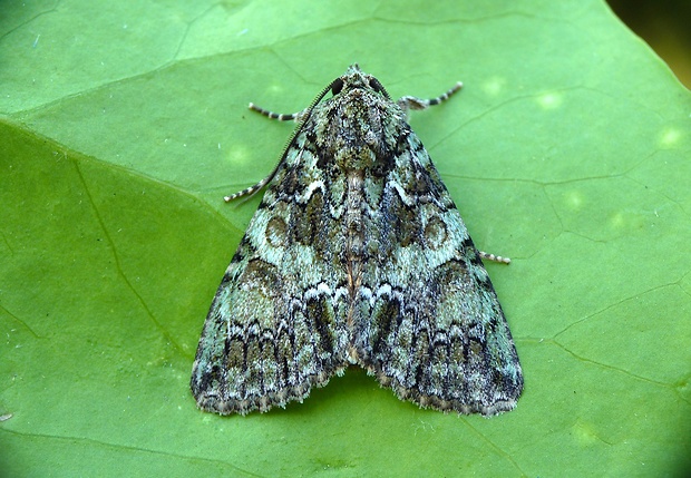 sivkavec svíbový Polyphaenis sericata