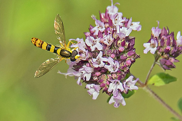 pestrica písaná  Sphaerophoria scripta