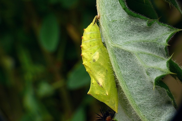 babôčka pávooká (sk) / babočka paví oko (cz) Aglais io (Linnaeus, 1758)