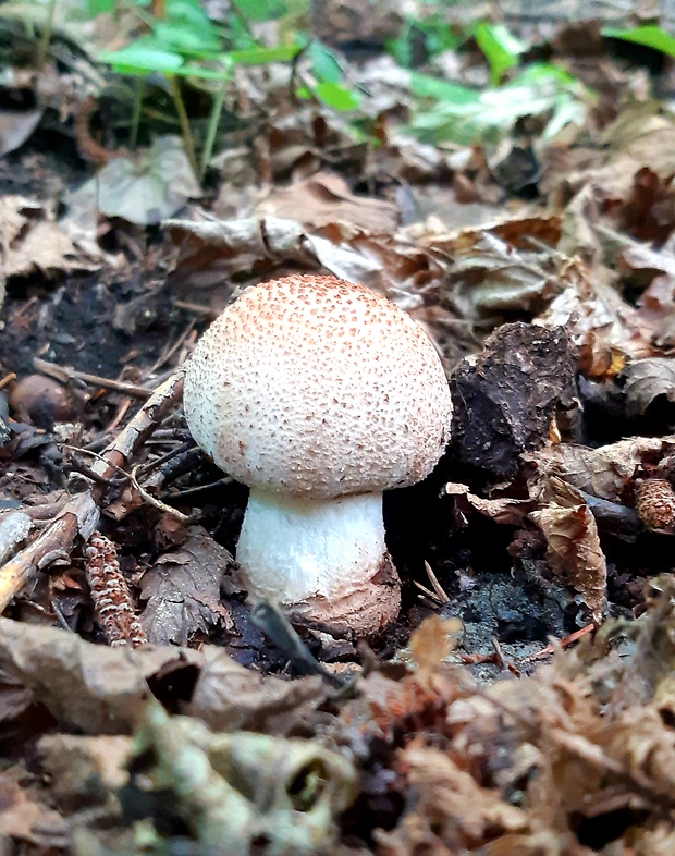 muchotrávka červenkastá Amanita rubescens Pers.