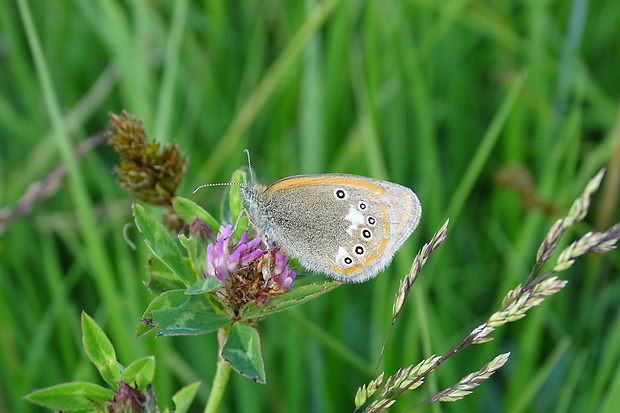 očkáň traslicový Coenonympha glycerion